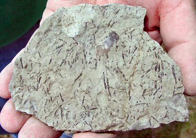 graptolites2.jpg