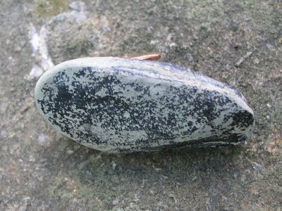clam2.JPG