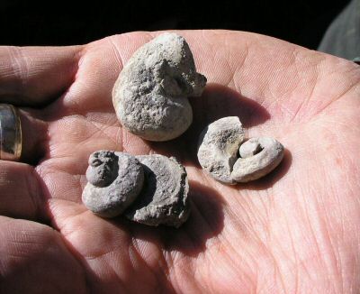 gastropod_assemblage.JPG