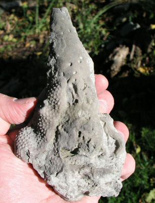 site2_horn_coral_encrusted_with_bryozoan.JPG