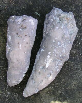 site2_horn_coral_with_borings.JPG