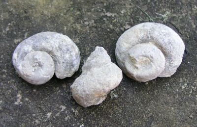 snail_internal_molds.JPG