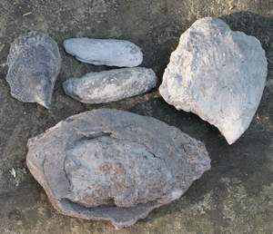 bivalves.jpg