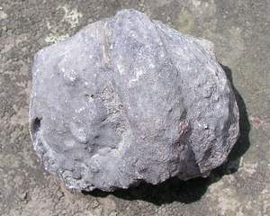 platystrophia_encrusted1.jpg