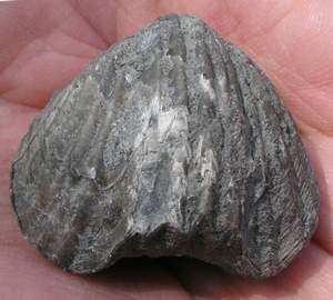ponderosa_auburnensis2.jpg