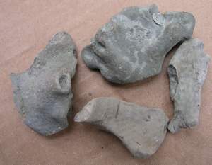 bryozoans.jpg