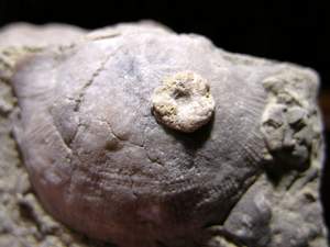 Crinoid Holdfast.jpg