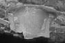 A Hypostoma