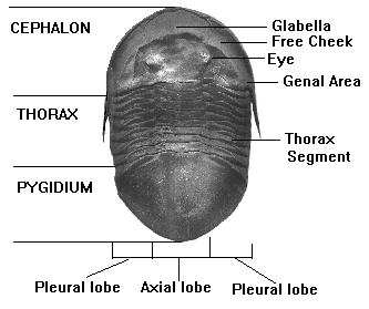 Anatomy of Isotelus
