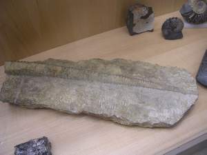 P1010006.jpg