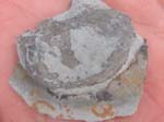 NPZ05_fossil_winner_01