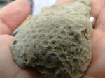 NPZ05_fossil_winner_03