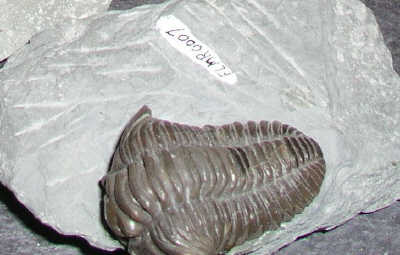 Image5.jpg