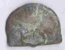 strophonema01.jpg