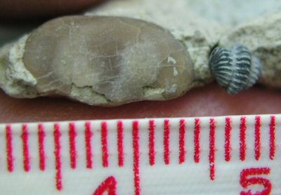 big_ostracod_and_trilobite.jpg