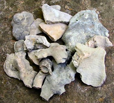 bryozoan2.jpg