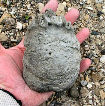 bryozoan_covering_clam1.jpg