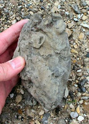 bryozoan_covering_clam3.jpg
