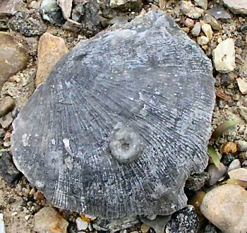 lichenocrinus2.jpg