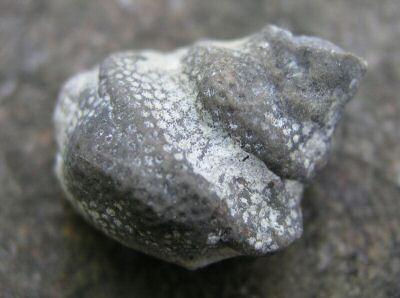 protaraea_on_gastropod.jpg