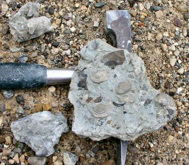 thaerodonta3.jpg
