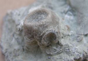 Anomocrinous1.JPG
