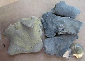 bryozoans.jpg