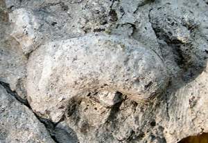cyrtolites.jpg