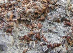 hash2.jpg