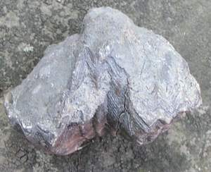 platystrophia_encrusted2.jpg