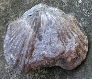 ponderosa_auburnensis1.jpg