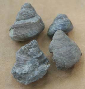 IMGP2575.jpg
