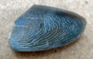 P5300048.jpg