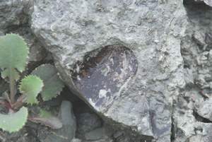 IMGP5143.jpg