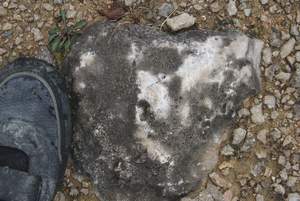 IMGP5440.jpg